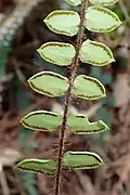 Underside of the pinnae