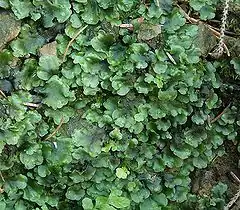 A large dark green round patch of liverwort