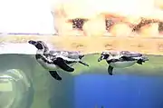 Humboldt penguins