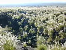 Invasive, on a lava flow near Kailua-Kona, Hawaii