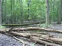 Wet oak flatwoods in the Pennyroyal Plain, Tennessee