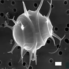 The silicified Pentalamina corona