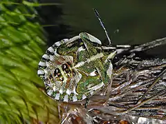 Carpocoris fuscispinus, nymph