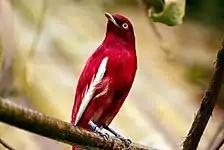 Pompadour cotinga