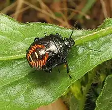 Perillus, nymph