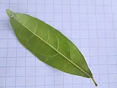 Underside of leaf