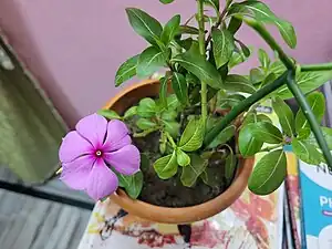 A rare mutation of Periwinkle flower which causes an additional petal(6), found in Chandannagar