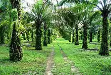 Two rows of stout palm trees with a dirt car trail between them