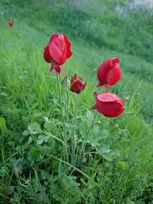 Wild Poppy in Behbahan