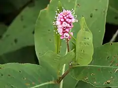 P. a. var. emersa short spike