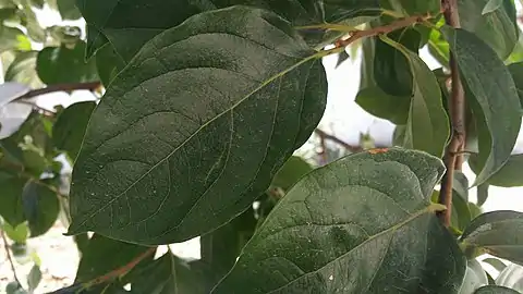 Persimmon leaves