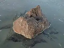 Preserved tree stump on Borth sands near Ynyslas