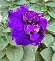 Petunia blue double petals