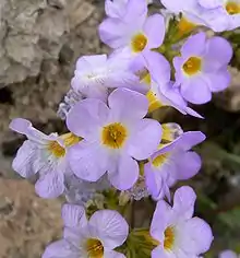 PhaceliaPhacelia fremontii