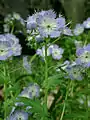 Phacelia purshii