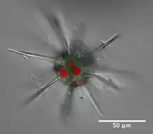 Acantharian radiolarian hosts Phaeocystis symbionts