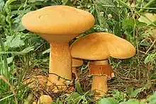 Phaeolepiota aurea