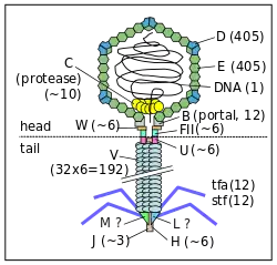 The bacteriophage lambda virion