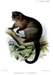 Drawing of brown possum