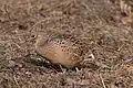 Female common pheasant