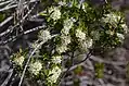 P. squamulosum, Ku-ring-gai Chase National Park, 19 August 2017