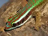 Head and torso of a green-red lizard on tree bark