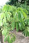 Thaumatophyllum spruceanum at the Fairchild Tropical Botanic Garden