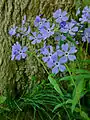 A blue form of P. divaricata ssp. divaricata