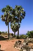 Sugar palm trees on the hill