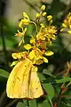 Cloudless sulphur, Monsanto Insectarium, St. Louis Zoo