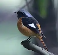 Male in Vietnam