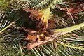 Bases of palm leaves fallen from the crown of the tree, with burrows and extracted pupal cases