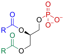 Phosphatidate