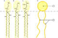 Phospholipids are effective natural surfactants that have important biological functions