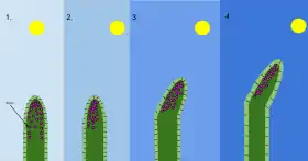 A diagram of the mechanism of phototropism in oat coleoptiles