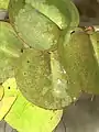 Phyllanthus fluitans leaves on water