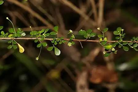 Foliage and flowers