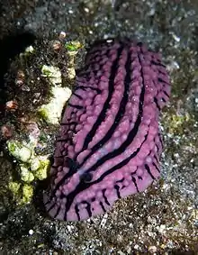 Phyllidiopsis gemmata