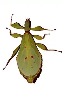 Phyllium bilobatum female