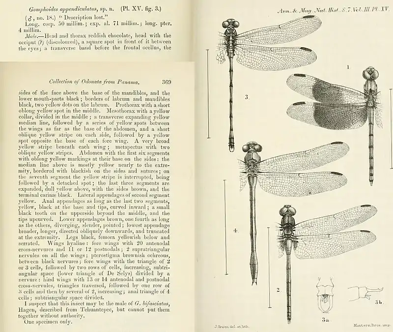 The original description of Phyllogomphoides appendiculatus by W.F. Kirby in 1899