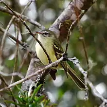 Greenish tyrannulet