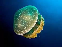 White-spotted jellyfish