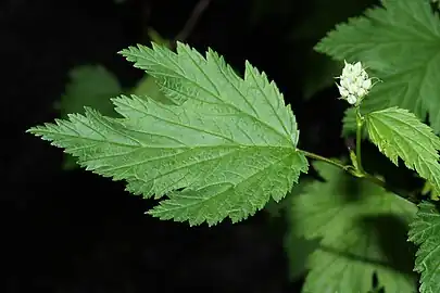 Leaf and bud