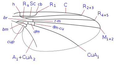 Phytomyzinae wing veins (with discal cell)