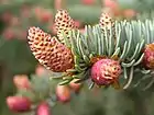 Small spruce cones