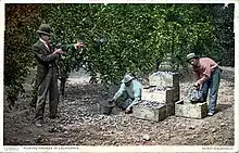 Picking prunes, ~1900-1909