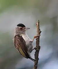 Picumnus_castelnau_Plain-breasted_Piculet_(female)_(17924610744)