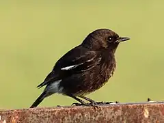 Pied bush chat near Mohali.