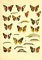 Hasora badra (Moore, [1858]), Hasora lizetta (Plötz, [1883]), Hasora mixta (Mabille, 1876), Hasora chromus (Cramer, [1780]) and Hasora myra (Hewitson, 1867) in Piepers and Snellen The Rhopalocera of Java