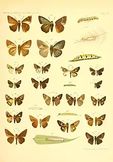 Iambrix stellifer Butler, 1877 in Piepers and Snellen  The Rhopalocera of Java